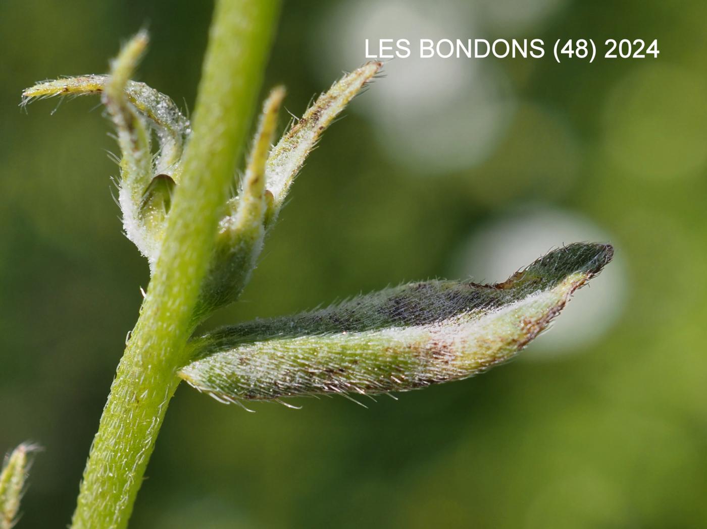Gromwell, Corn leaf